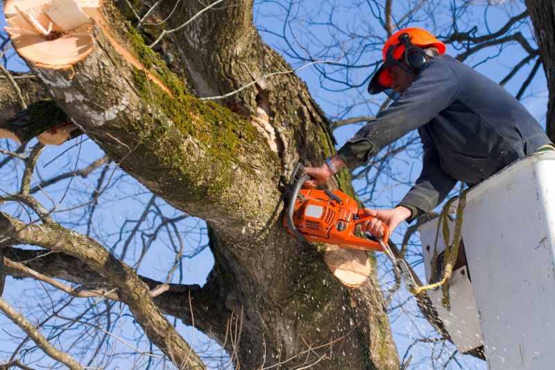 Tree Cutting Operation
