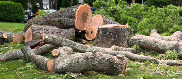 Large Tree Removal in Arroyo Grande