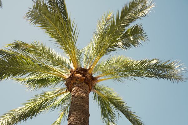 Palm Tree Removal in Arroyo Grande