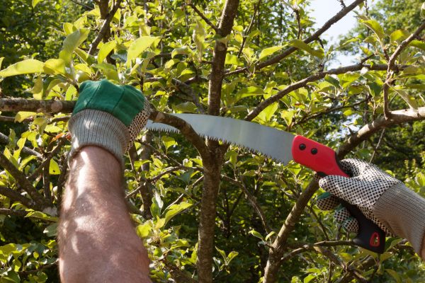 Small Tree Removal in Arroyo Grande