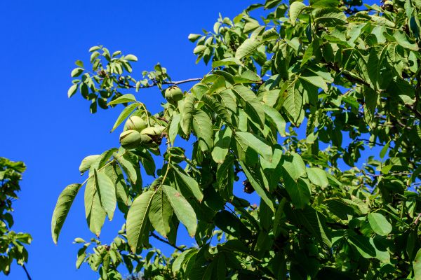 Walnut Tree Removal in Arroyo Grande