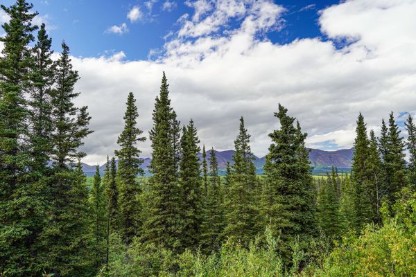 Cost of Spruce Tree Removal in Arroyo Grande