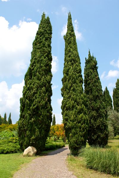 Cypress Tree Removal in Arroyo Grande
