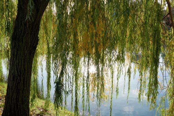 Willow Tree Removal in Arroyo Grande