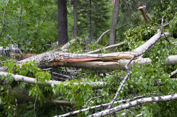 Cost of Birch Tree Removal in Arroyo Grande
