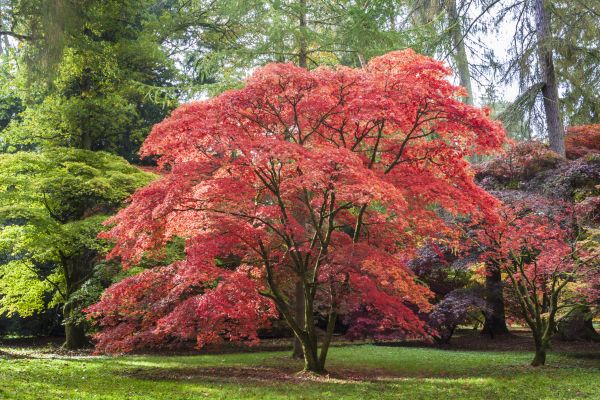 Maple Tree Removal in Arroyo Grande