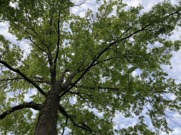 Oak Tree Removal in Arroyo Grande