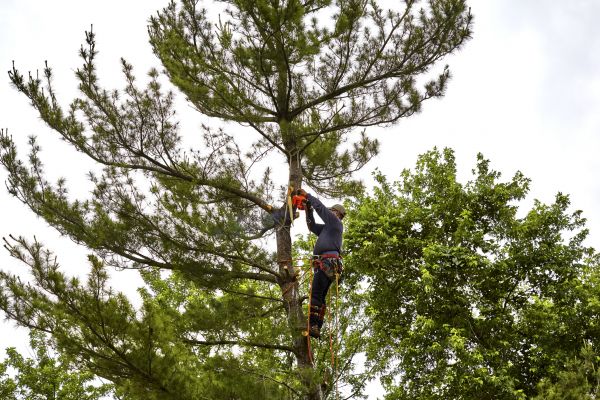 Pine Tree Removal in Arroyo Grande