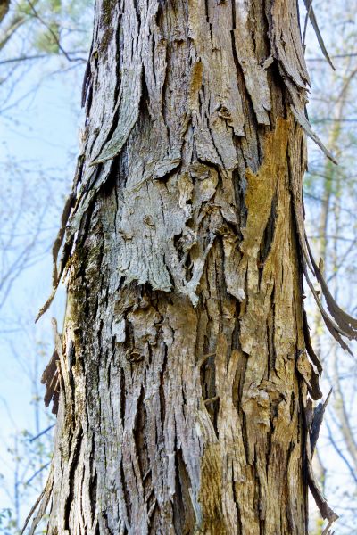 Cost of Hickory Tree Removal in Arroyo Grande