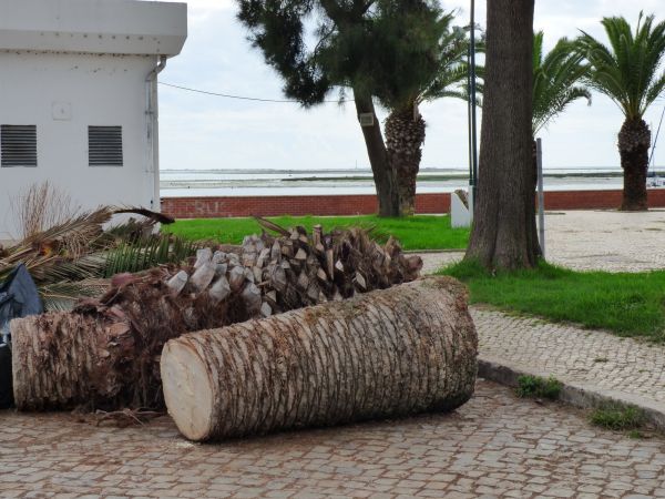 Palm Trees Removal in Arroyo Grande