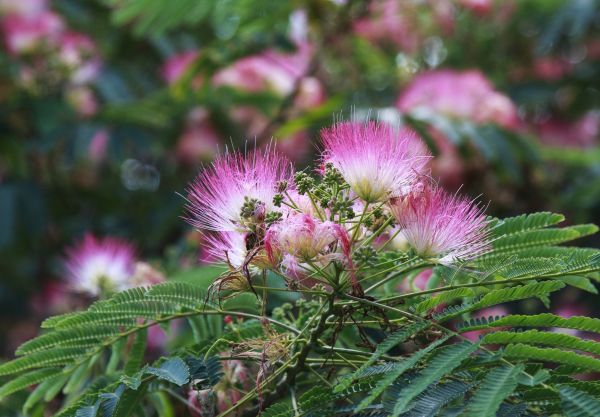 Cost of Mimosa Tree Removal in Arroyo Grande