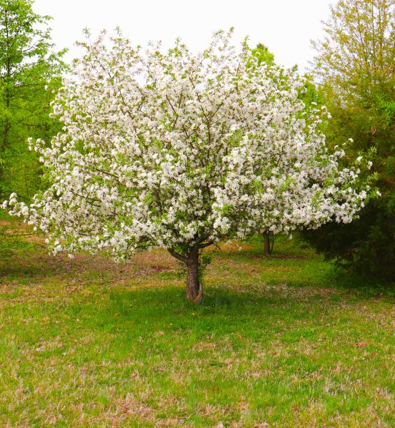 Cost of Dogwood Tree Removal in Arroyo Grande