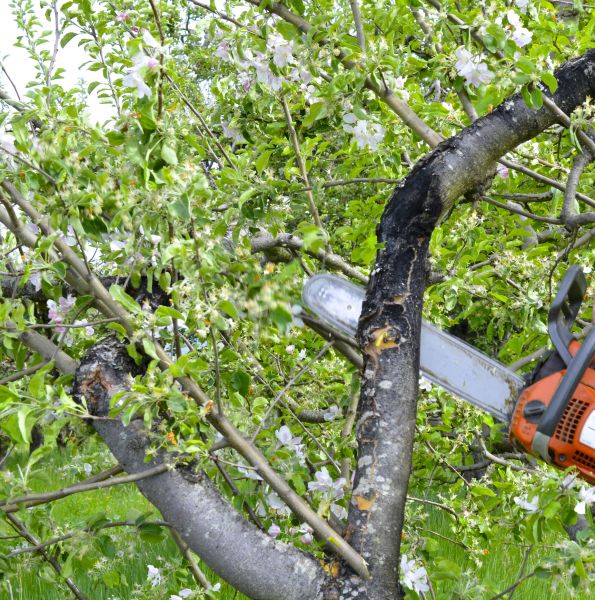 Cost of Apple Tree Removal in Arroyo Grande