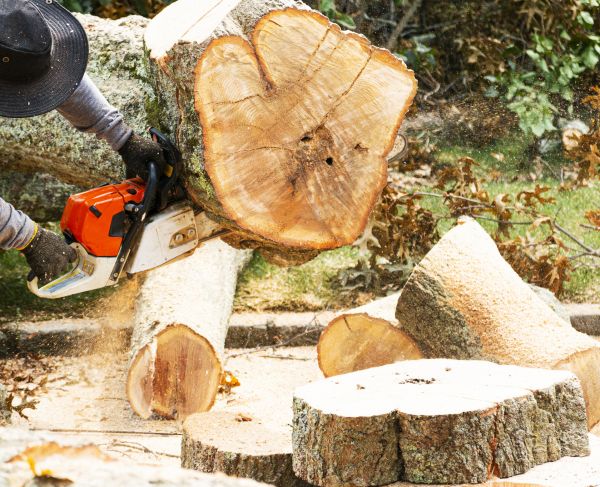 Tree Removal Service in Arroyo Grande