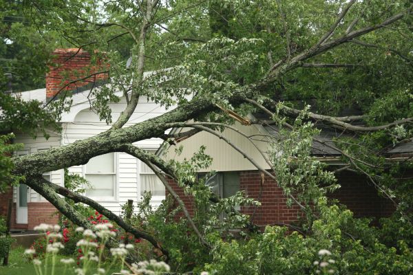 Emergency Tree Removal in Arroyo Grande