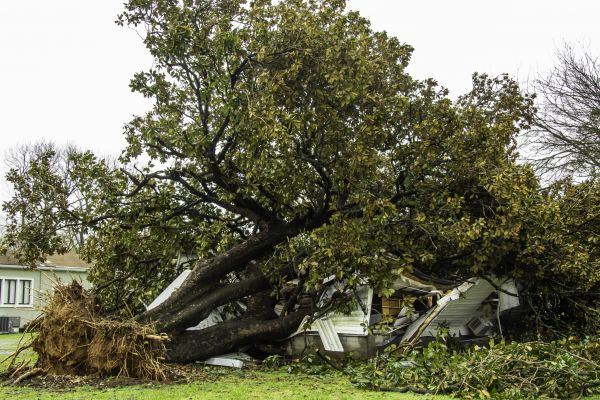 Fallen Tree Removal in Arroyo Grande