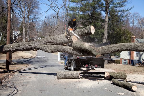 Residential Tree Removal in Arroyo Grande