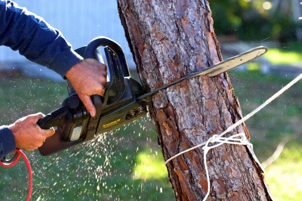 Dead Tree Removal in Arroyo Grande